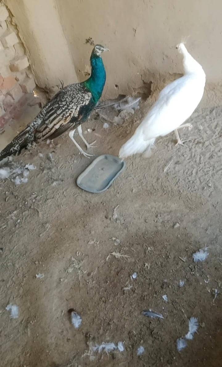 مور کے پٹھے فار سیل 0