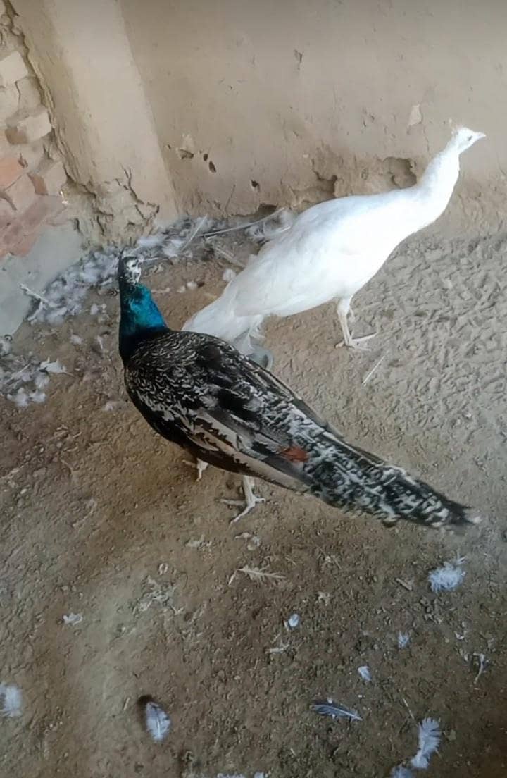 مور کے پٹھے فار سیل 1