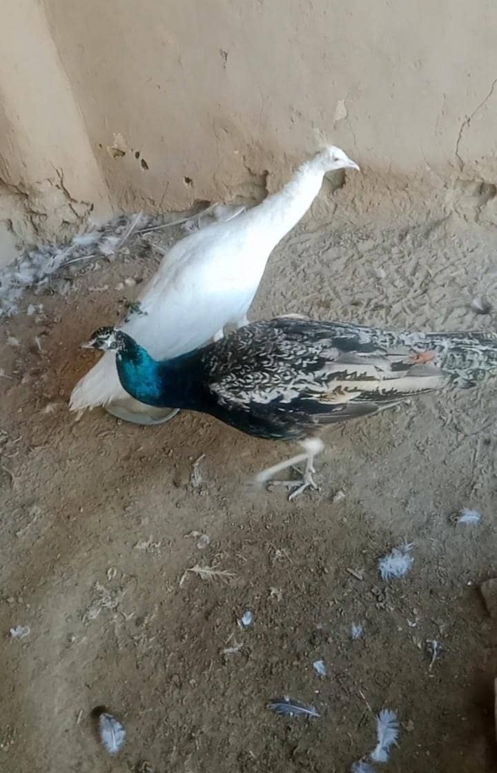 مور کے پٹھے فار سیل 2