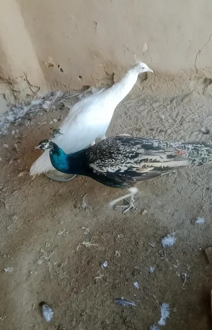 مور کے پٹھے فار سیل — photo 3