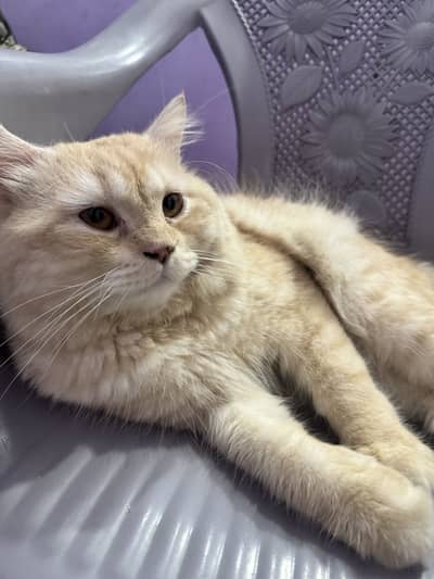  Beautiful Double-Coated Cat for Sale | 15 Months Old | Urgent Sale