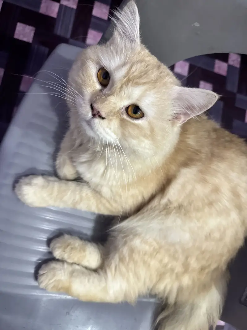  Beautiful Double-Coated Cat for Sale | 15 Months Old | Urgent Sale — photo 2