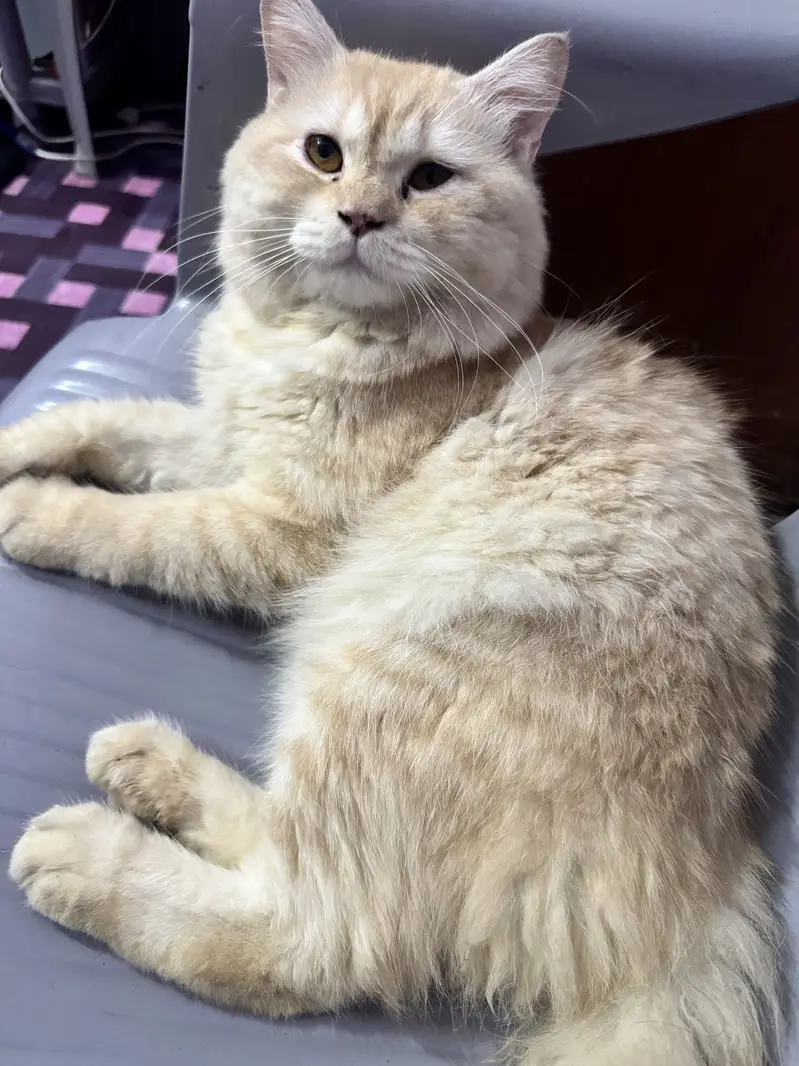  Beautiful Double-Coated Cat for Sale | 15 Months Old | Urgent Sale — photo 3