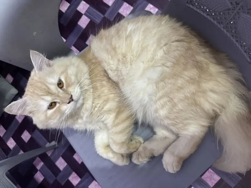  Beautiful Double-Coated Cat for Sale | 15 Months Old | Urgent Sale — photo 4
