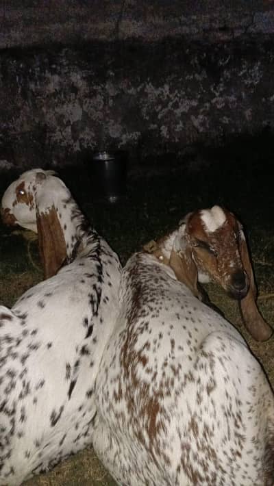 2 females hai