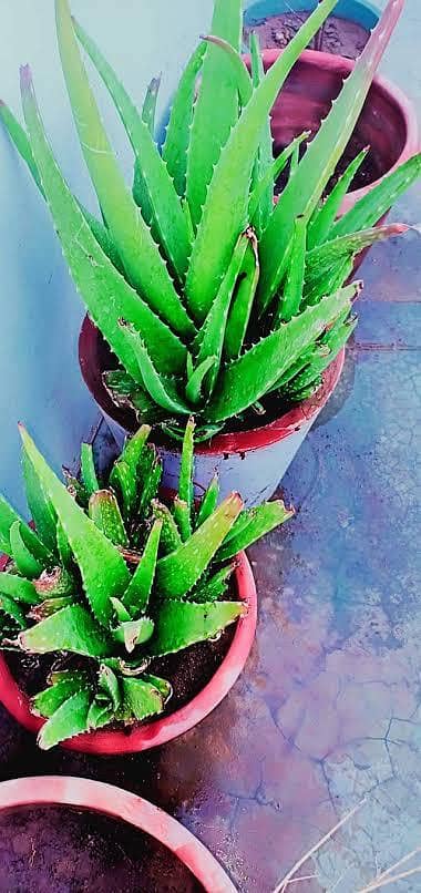 alovera plant