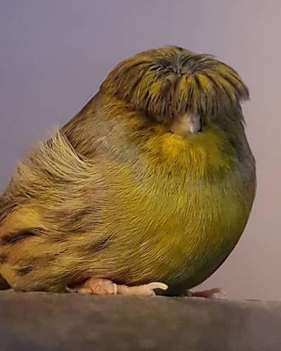 Authentic Quality Singing Canaries