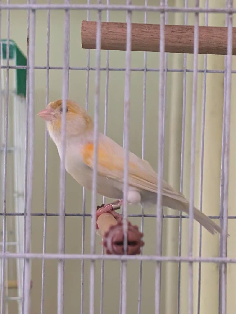 Authentic Quality Singing Canaries 2