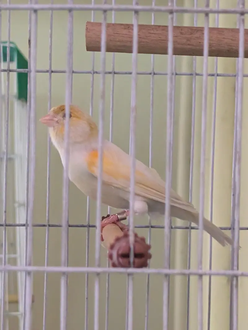 Authentic Quality Singing Canaries — photo 3
