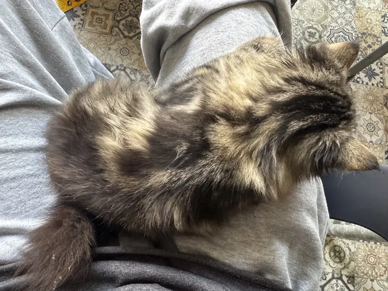 Persian cat — photo 2