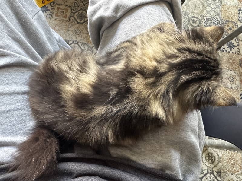 Persian cat 4