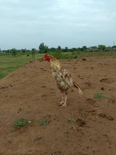 Aseel mianwali cheena