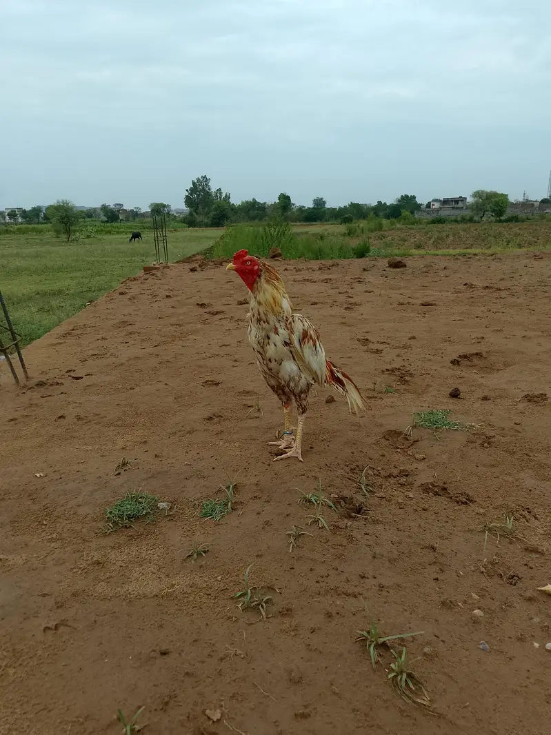 Aseel mianwali cheena — photo 2