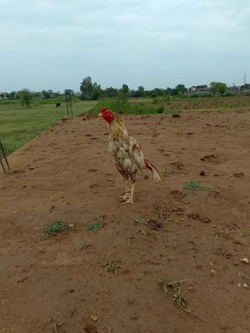 Aseel mianwali cheena — photo 3