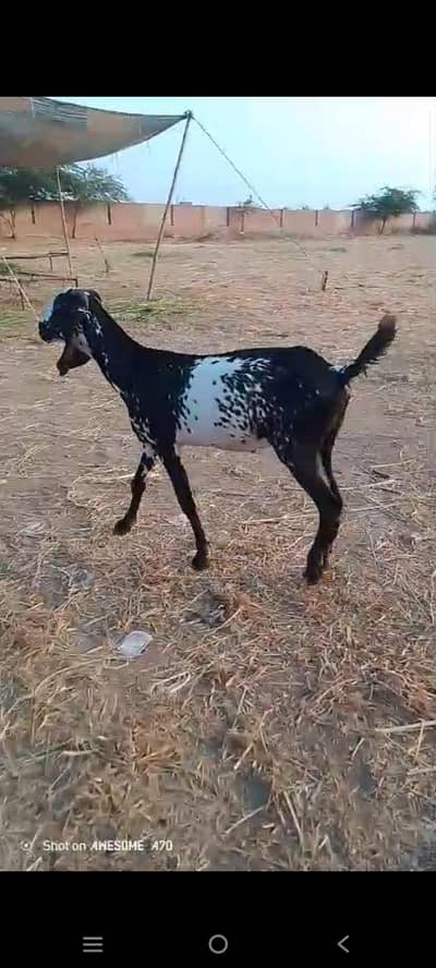 goat 30.09. 470.2754