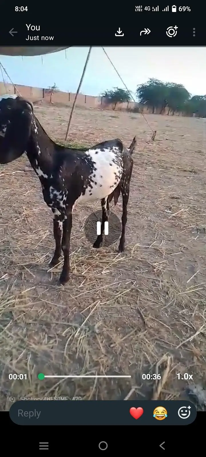 goat 30.09. 470.2754 — photo 3