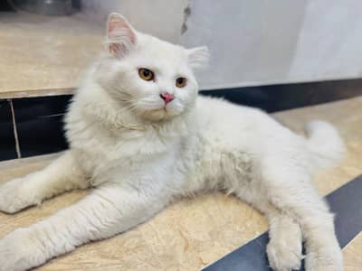 Full White Persian Male triple coat Cat for Sale