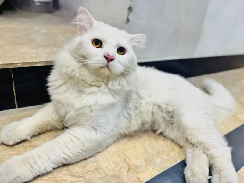 Full White Persian Male triple coat Cat for Sale — photo 2