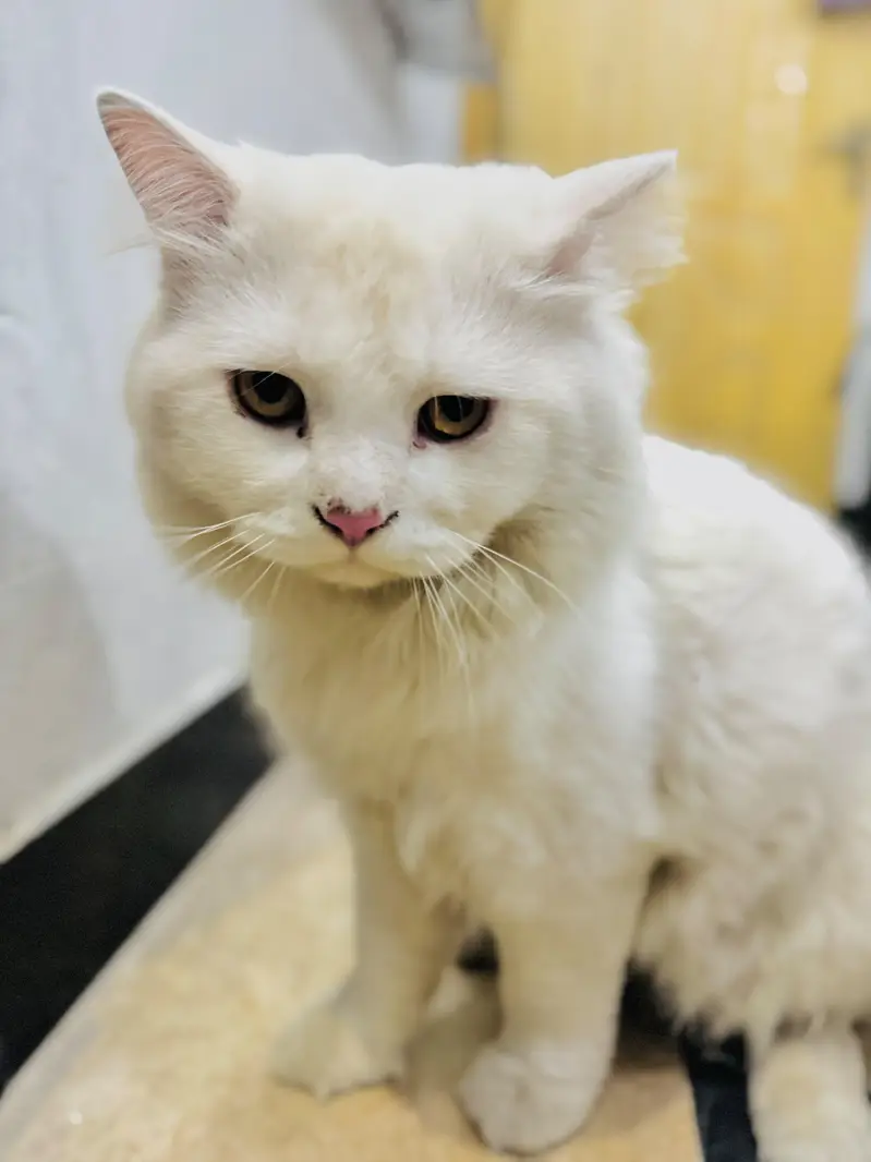 Full White Persian Male triple coat Cat for Sale — photo 3