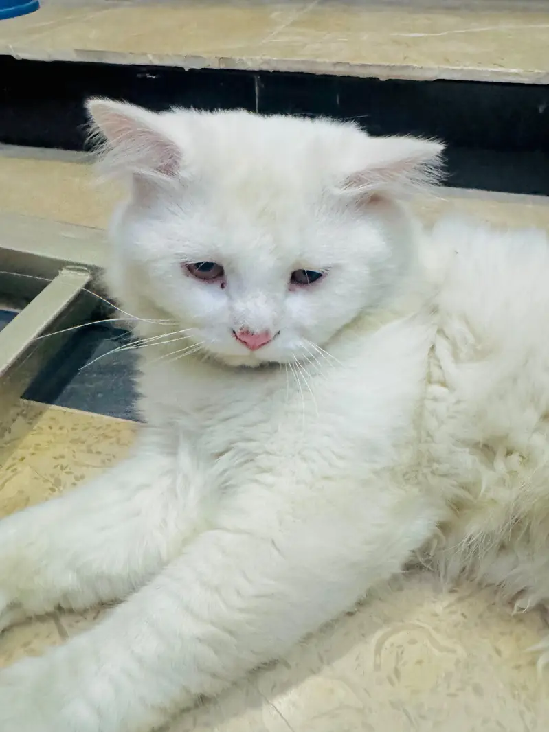 Full White Persian Male triple coat Cat for Sale — photo 4