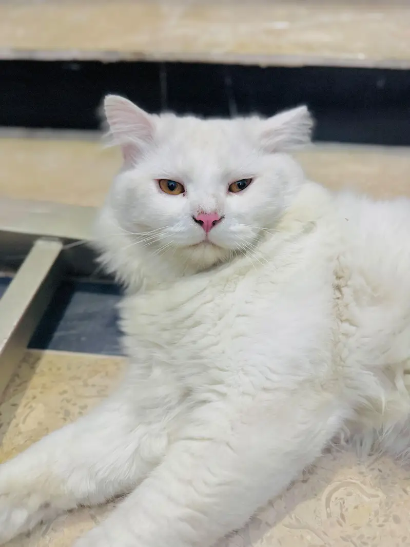 Full White Persian Male triple coat Cat for Sale — photo 5