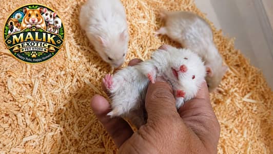 hamesters for sale