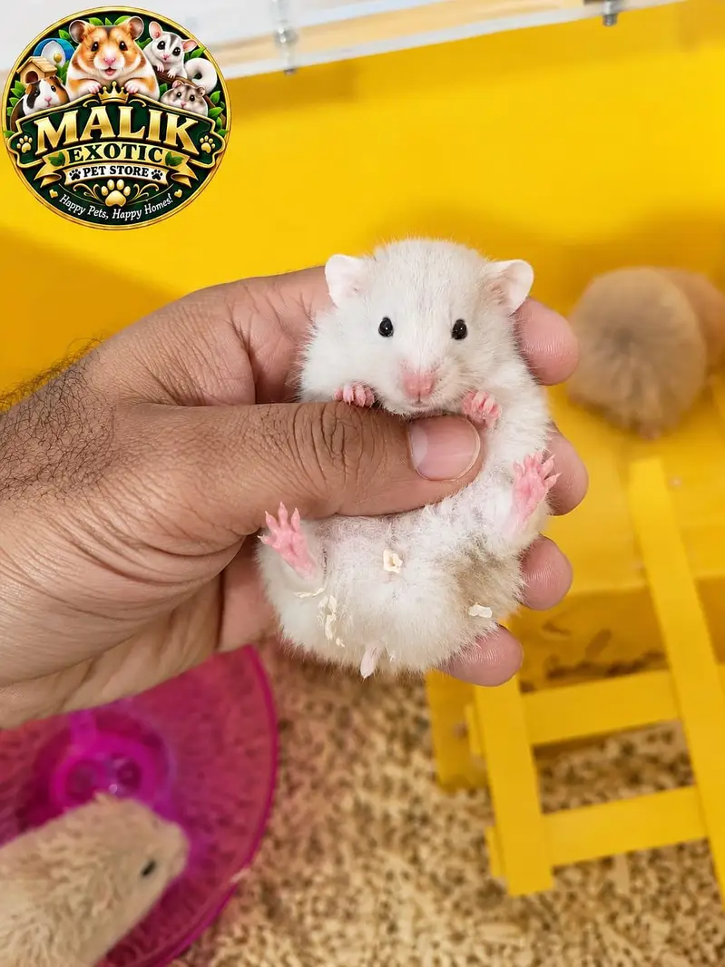 Hamesters for sale — photo 7