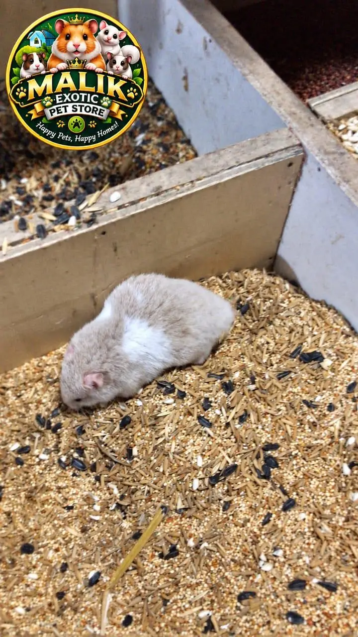 Hamesters for sale — photo 10