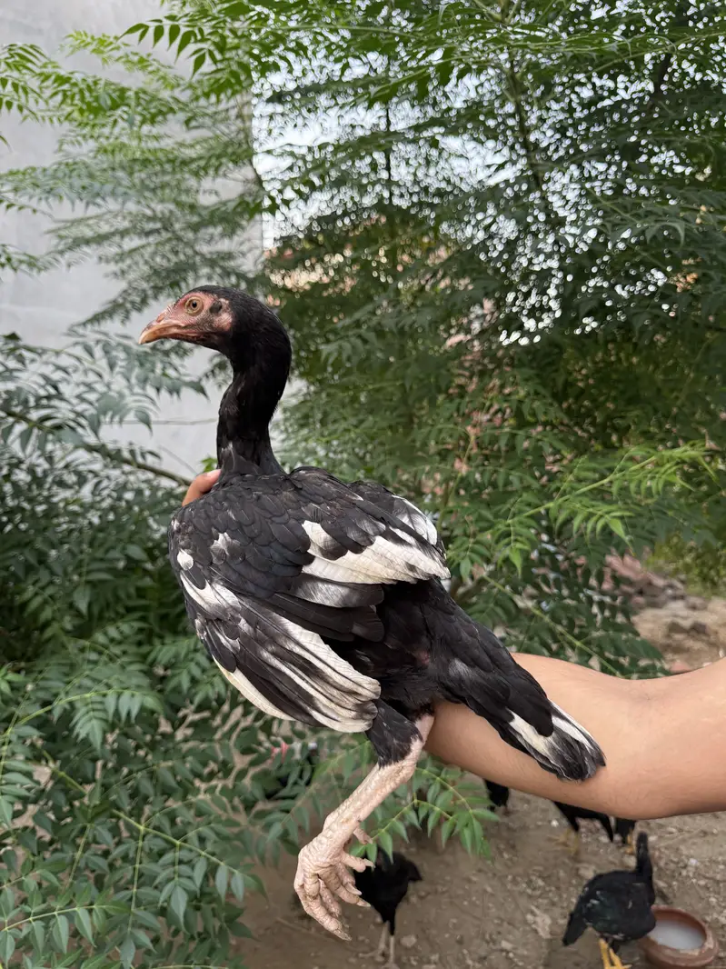 Mushka lasani — photo 2