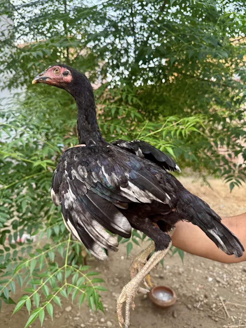 Mushka lasani — photo 3