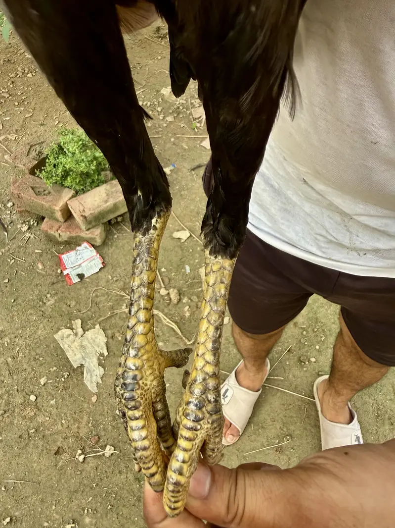 Mushka lasani — photo 5