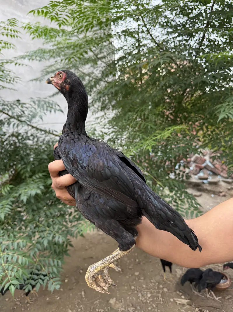 Mushka lasani — photo 6