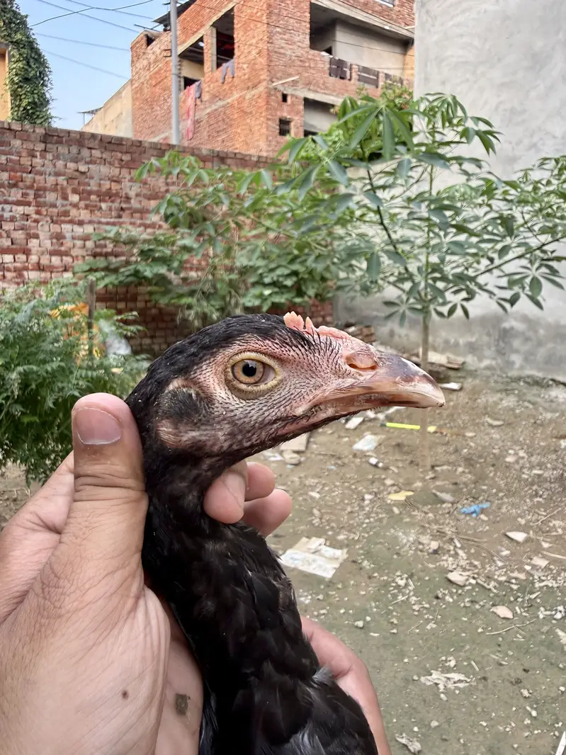 Mushka lasani — photo 8