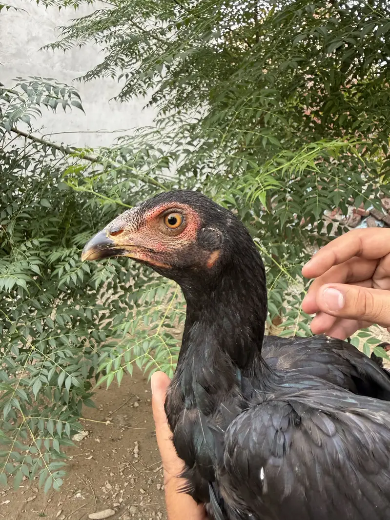 Mushka lasani — photo 9
