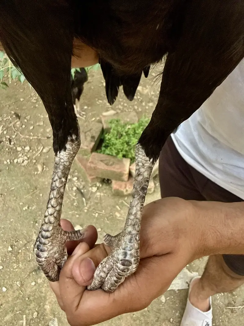 Mushka lasani — photo 11