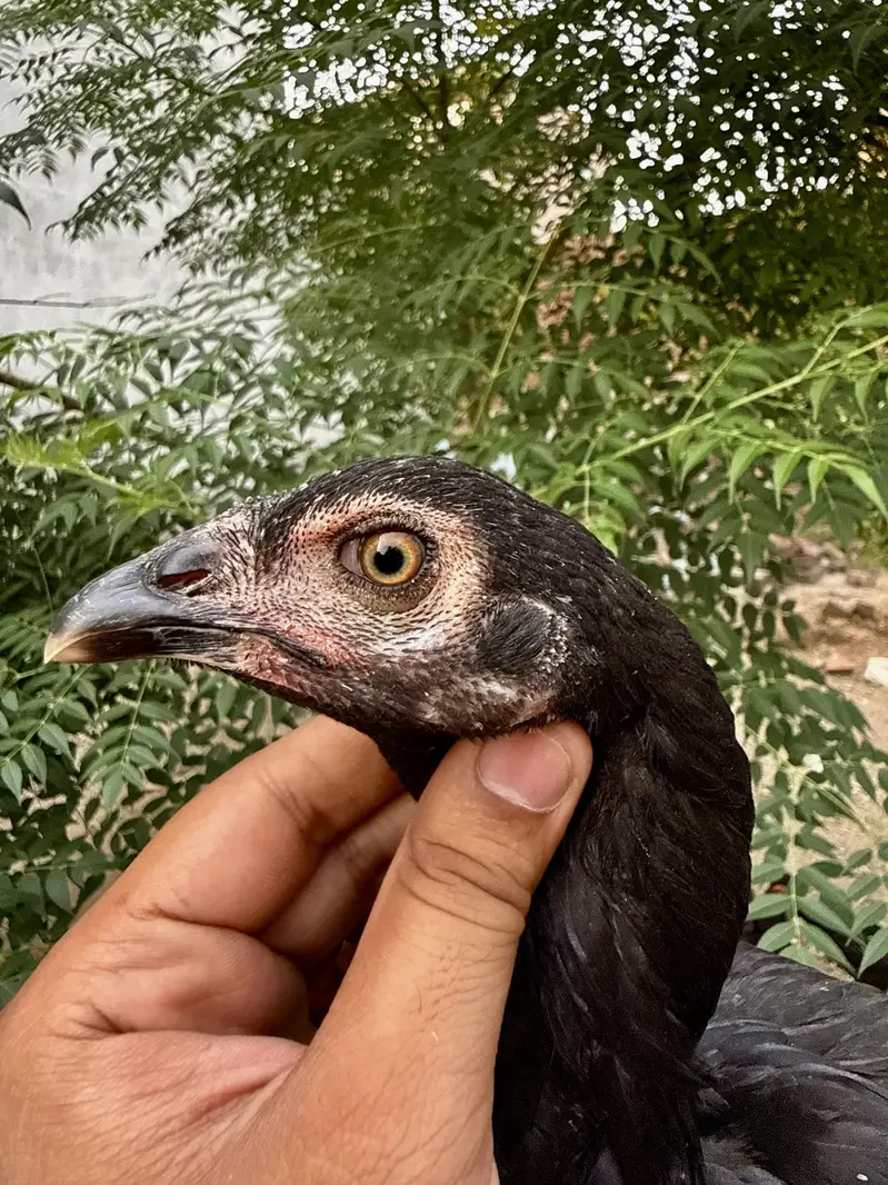 Mushka lasani — photo 12