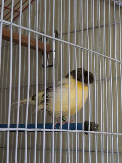 Authentic Quality Singing Canaries