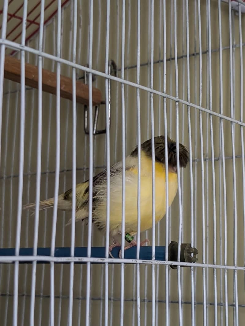Authentic Quality Singing Canaries 0