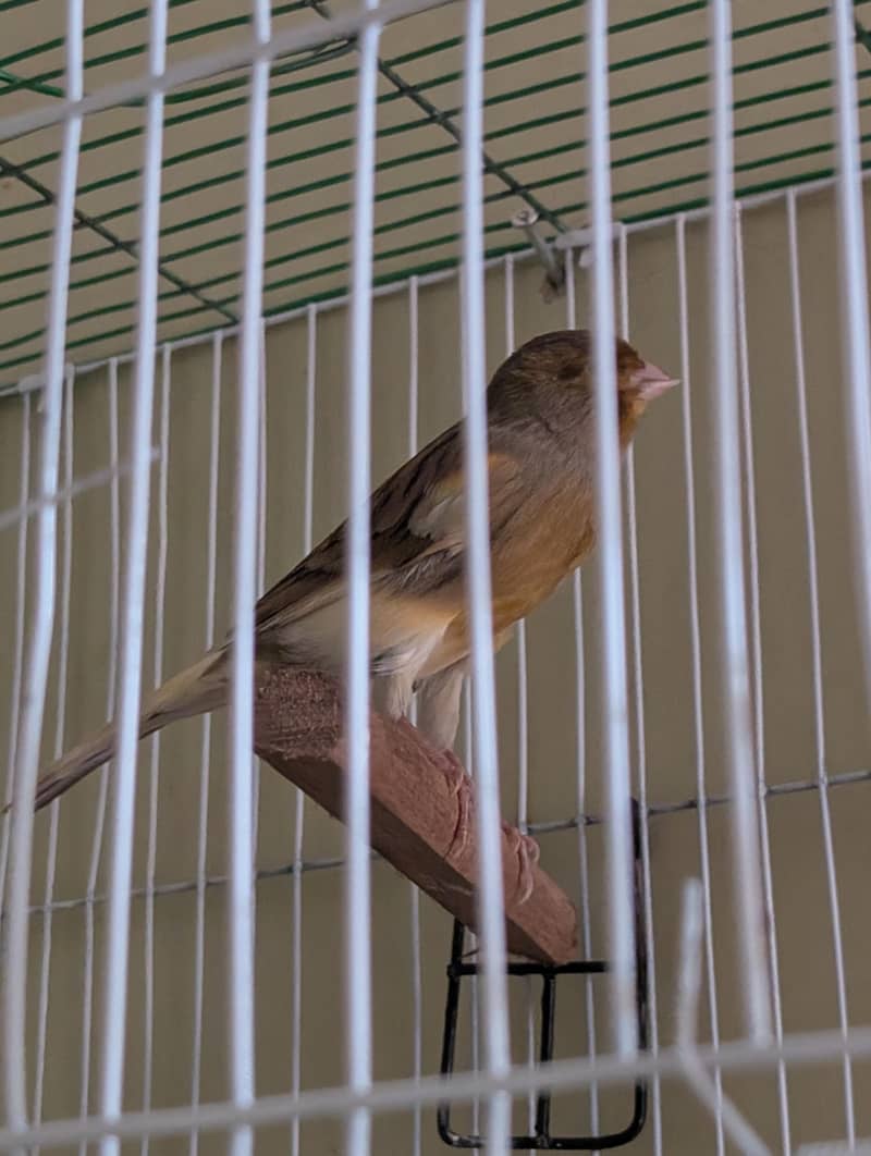 Authentic Quality Singing Canaries 4
