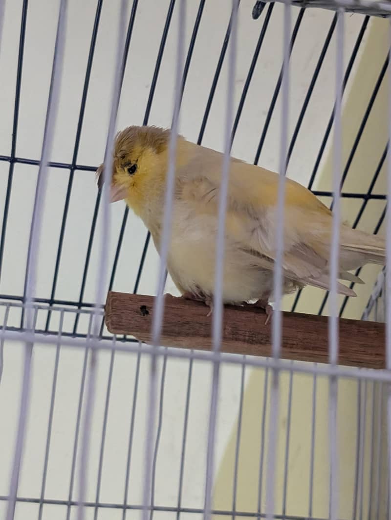 Authentic Quality Singing Canaries 5