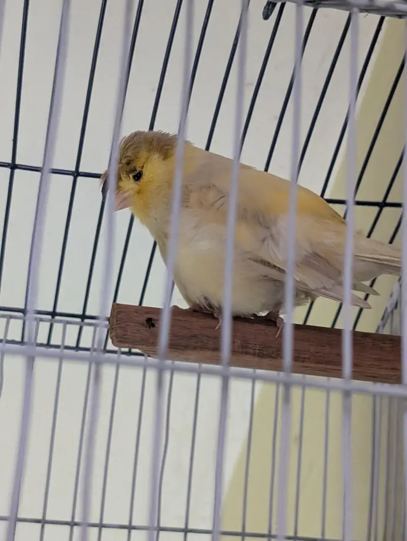 Authentic Quality Singing Canaries — photo 6