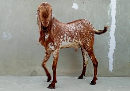 Makhi Cheena Breeder 4 + Dant, Full points,.