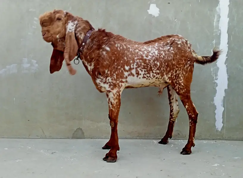 Makhi Cheena Breeder 4 + Dant, Full points,. — photo 2