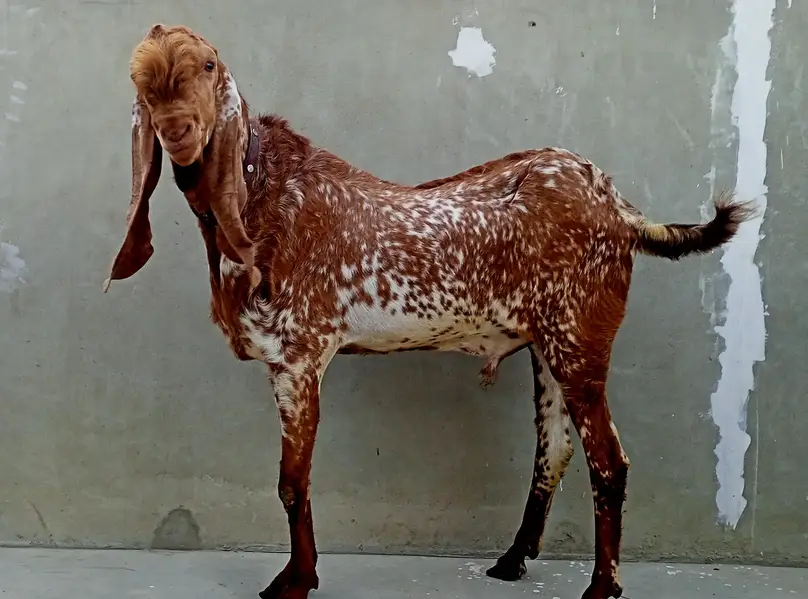 Makhi Cheena Breeder 4 + Dant, Full points,. — photo 3