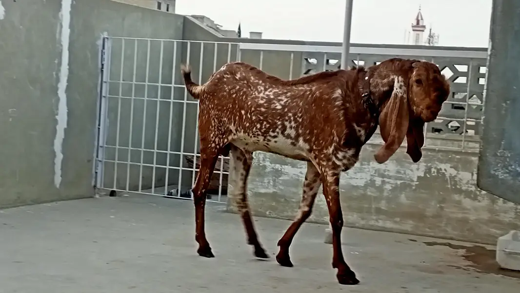 Makhi Cheena Breeder 4 + Dant, Full points,. — photo 4