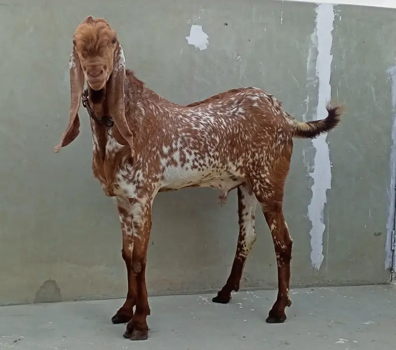 Makhi Cheena Breeder 4 + Dant, Full points,. — photo 5