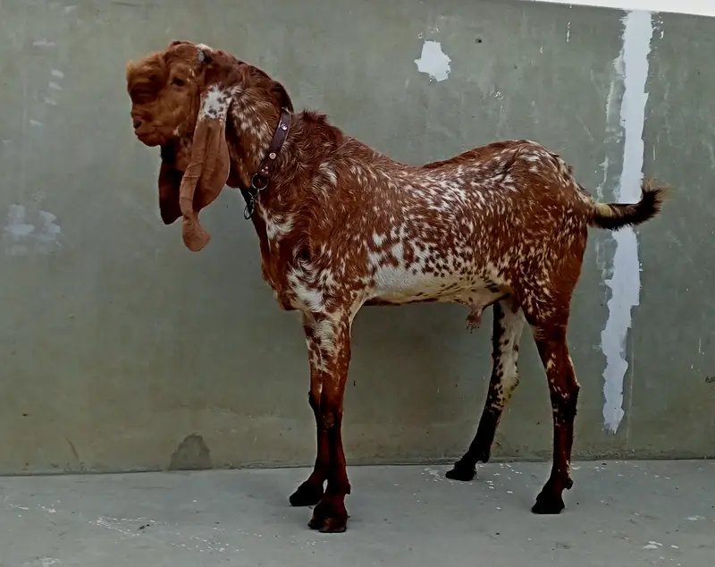 Makhi Cheena Breeder 4 + Dant, Full points,. — photo 6
