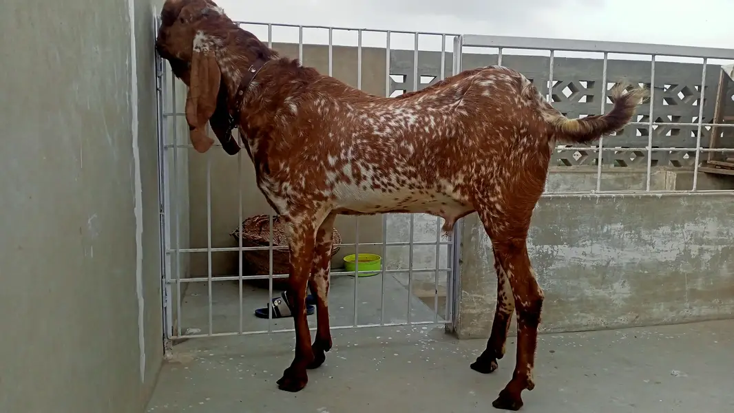 Makhi Cheena Breeder 4 + Dant, Full points,. — photo 7