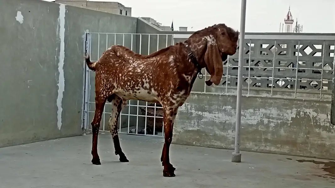 Makhi Cheena Breeder 4 + Dant, Full points,. — photo 8