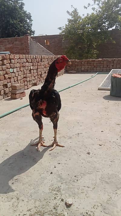 aseel 4 murgy Hy total